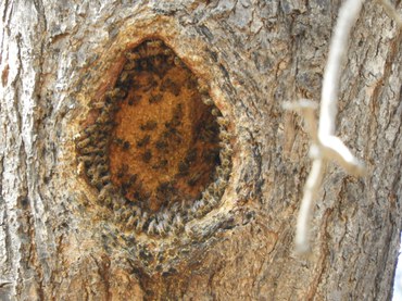 Oco de árvore ocupado por abelhas africanizadas