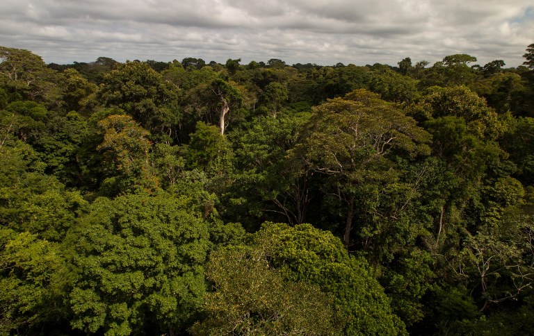 Floresta Nacional de Tapajós, uma das unidades disponíveis para "adoção" (Foto: Leonardo Milano)