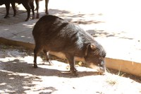 Queixada é salvo por equipe do Parque Nacional de Brasília