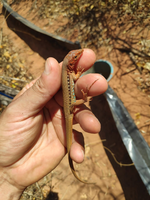 RAN monitora lagartos em UCs da caatinga