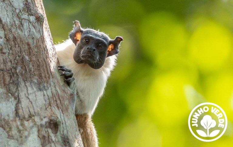 Sauim-de-coleira - perígo crítico de extinção foto Rodrigo Agostinho SITE.jpg