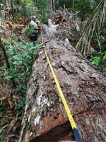 Resex Ipaú-Anilzinho combate exploração ilegal de madeira