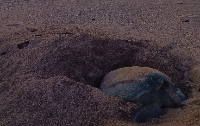 Duas praias da ilha concentram a maior quantidade de desovas da espécie Chelonia mydas no Brasil