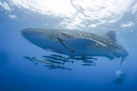 Turistas avistam espécies marinhas raras em Abrolhos