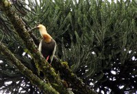 UC abre edital de estudo de exploração florestal