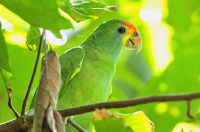 UCs do Sul da Bahia participam do Festival de Aves