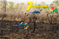 Wildfire continua com inscrições abertas