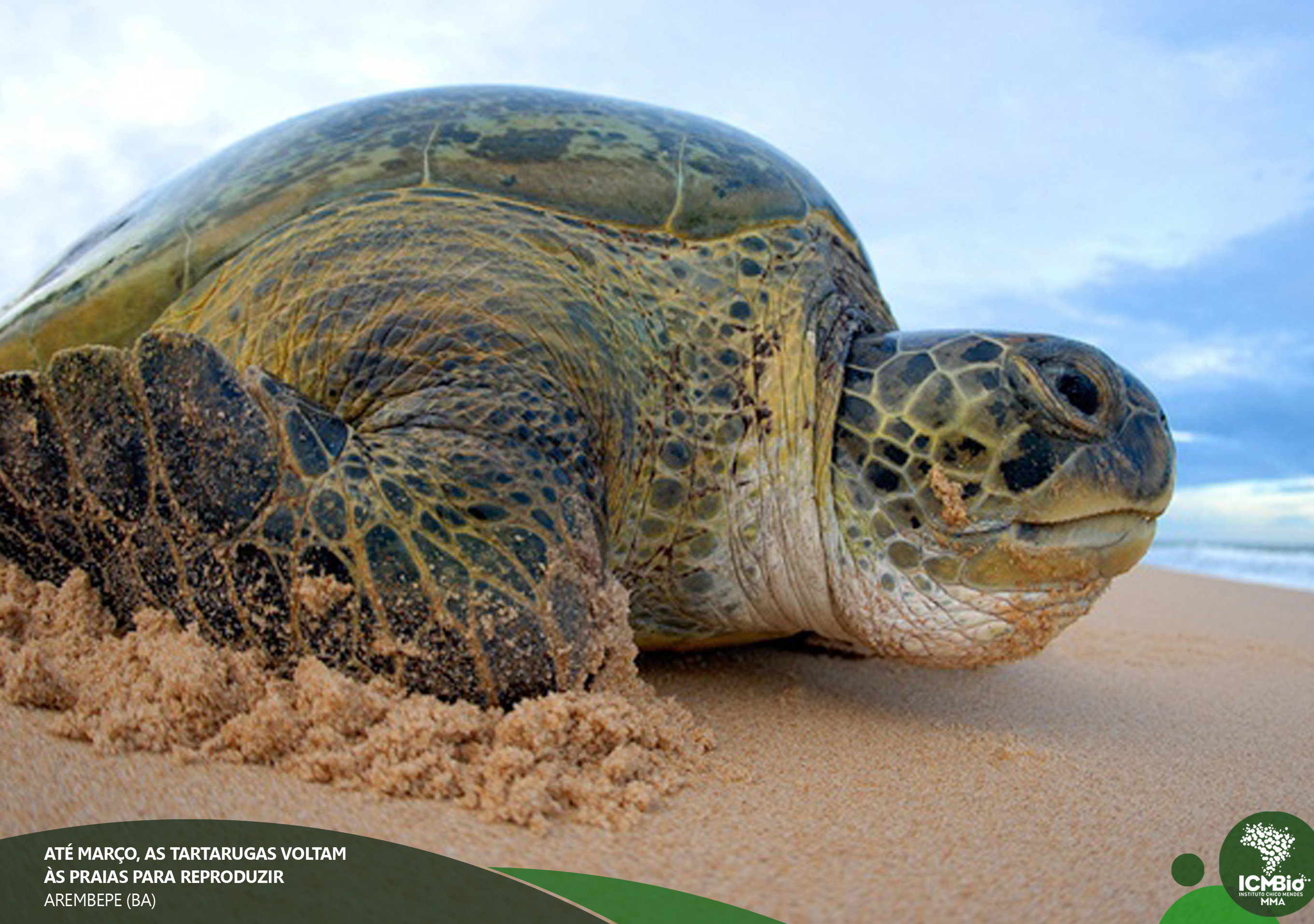 Foto: Arquivo Tamar/ICMBio