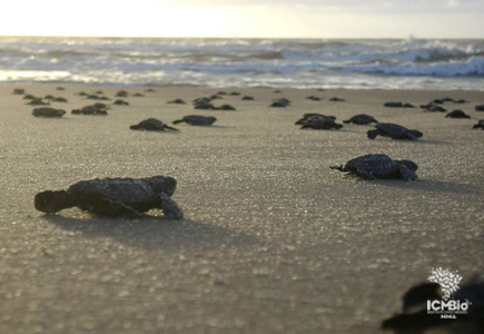 Filhotes seguem para o mar em Arembepe (Foto: ICMBio/Tamar)