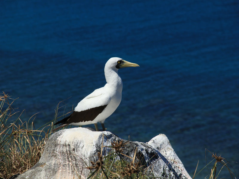 abrolhos ave.jpg