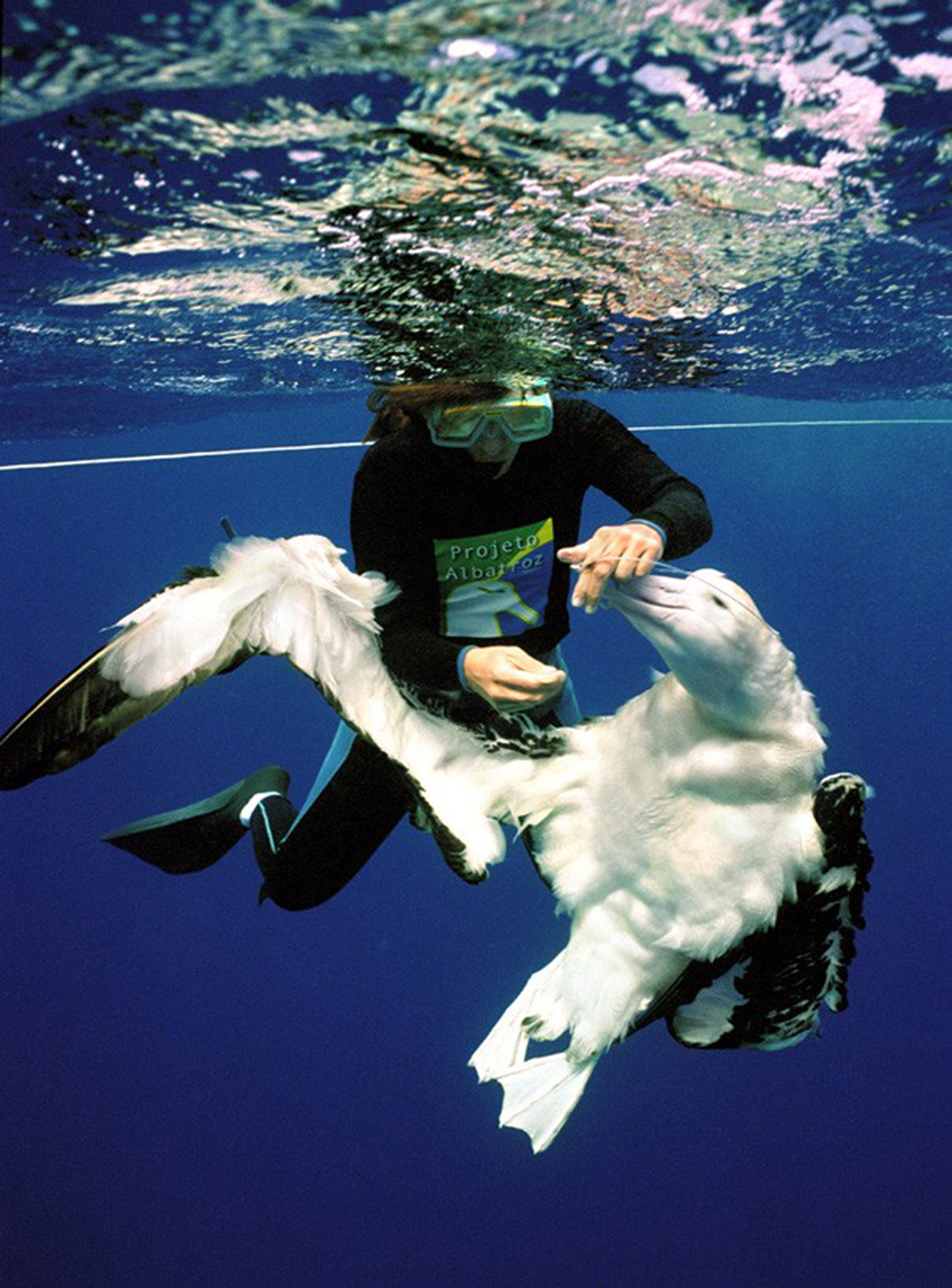 Albatroz de Tristão Guy Macovaldi