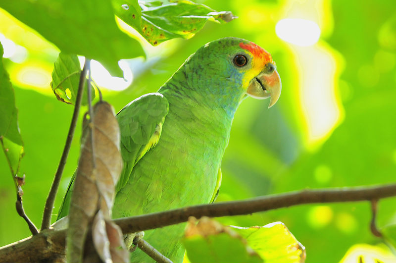 amazona brasiliensis Zig Kock.jpg