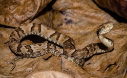 AndréPenteado Bothropsjararacajuvenil