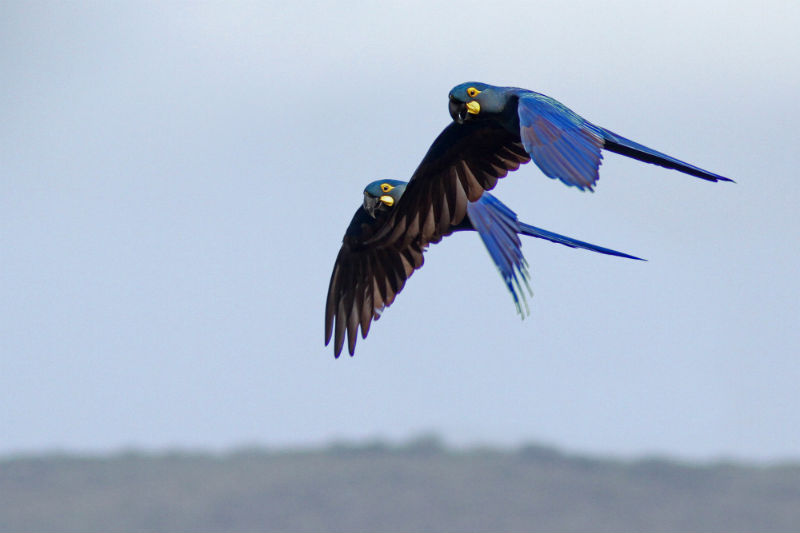 arara-azul-de-lear.jpg