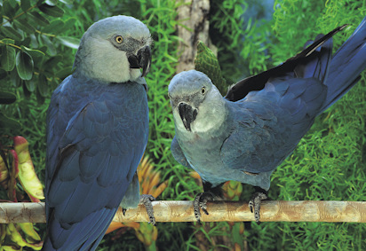 Ararinha azul Loro Parque Fundacion