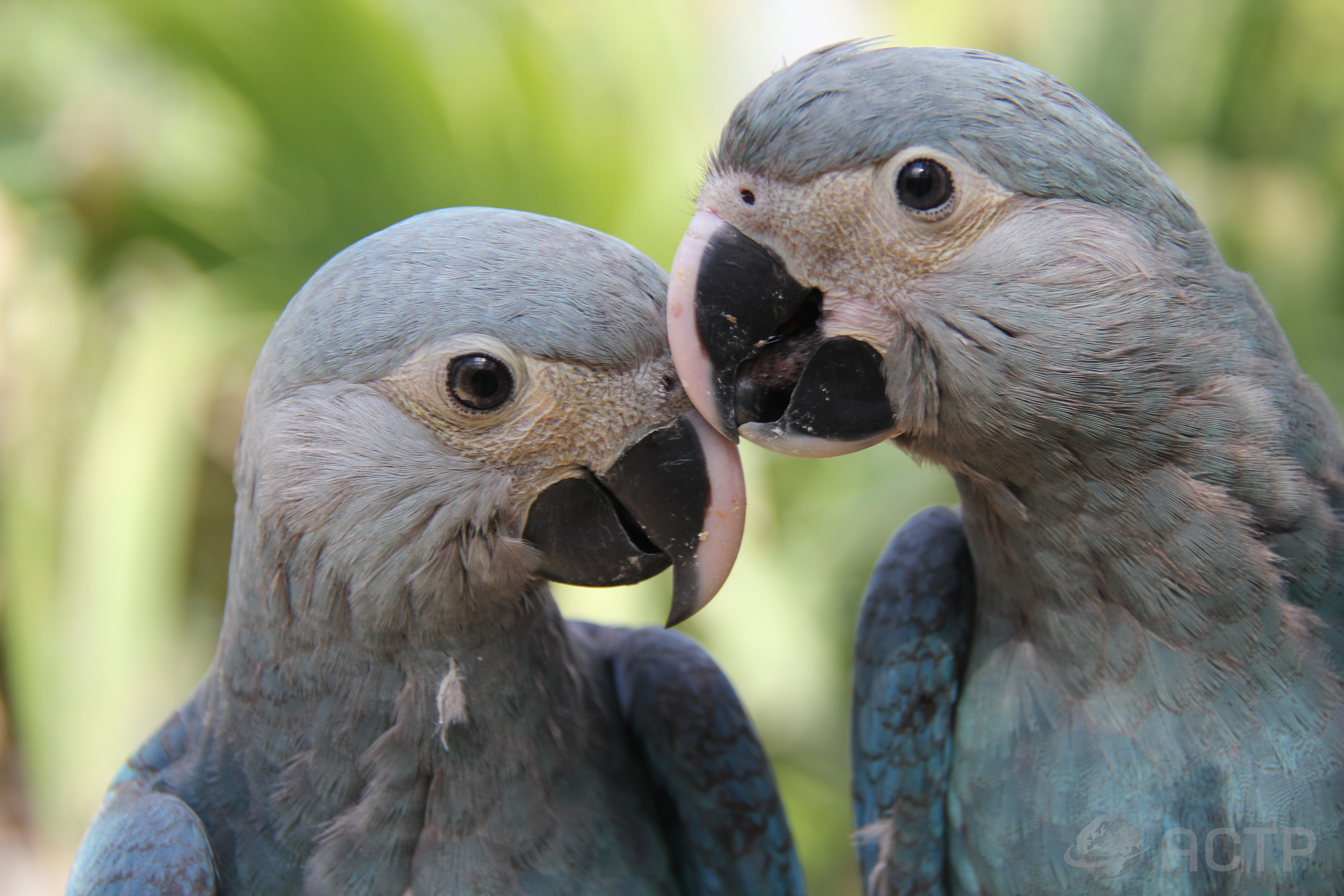 AVE Cyanopsitta spixii Ararinha azul Carla e Tiago ACTP 8