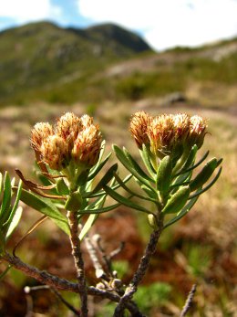 Baccharis.endêmicas.CaparaóFotoGustavoHeiden