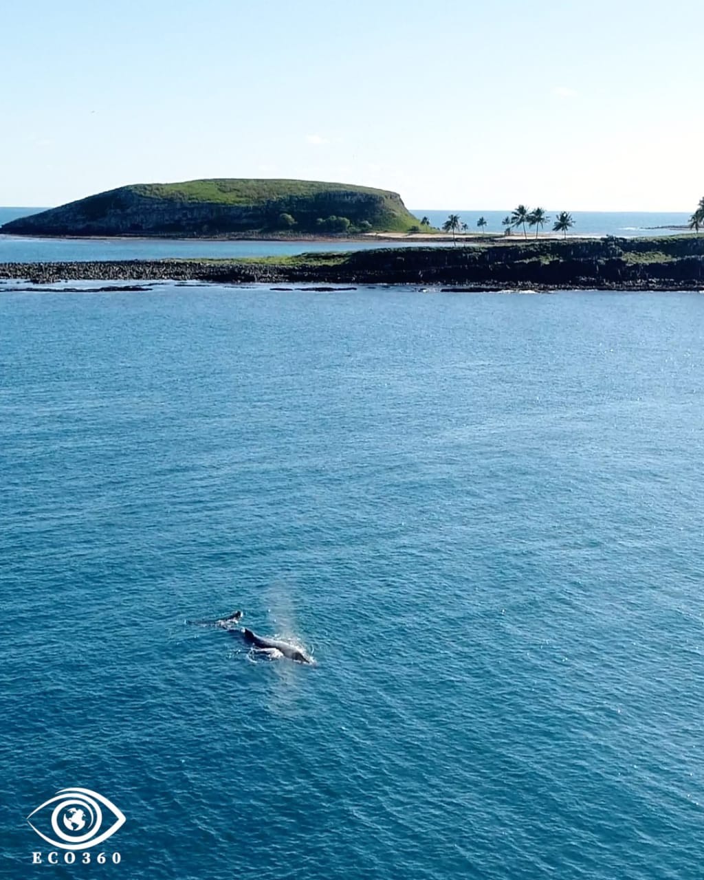 Baleia com filhote são os primeiros a chegar no Arquipélago (Foto: Daniel Venturini) 