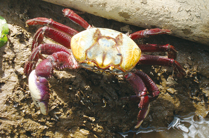 caranguejo uça