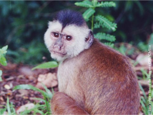 Cebus kaapori Liza Veiga Banco de Imagens CPB ICMBio