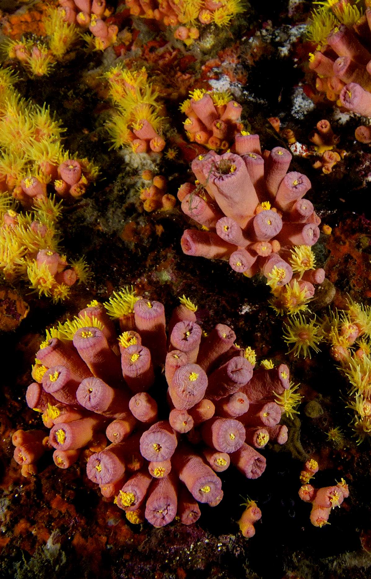 Colonias de coral sol na ESEC tupinambas Leo Francini