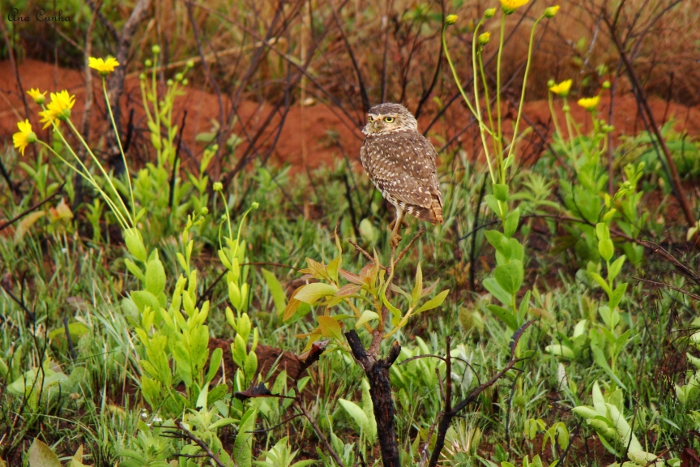 Parque Nacional Das Emas Guarda Belezas Do Cerrado — Instituto Chico Mendes De Conservação Da 8386