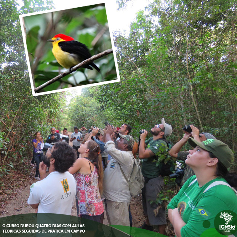 curso de avistamento de aves