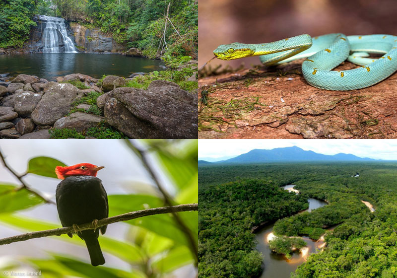 Cerca de 70 pesquisadores participaram das atividades de campo na Serra da Mocidade. (Fotos: Marcos Amend e Taylor Nunes)