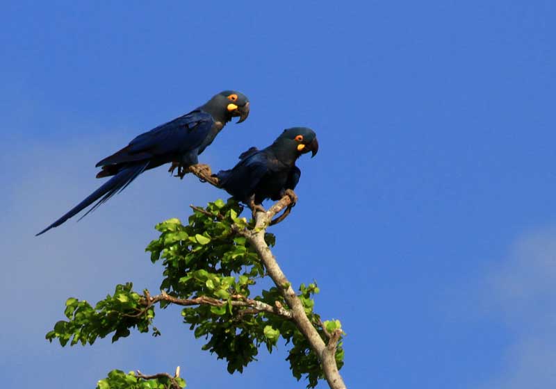 Arara azul grande