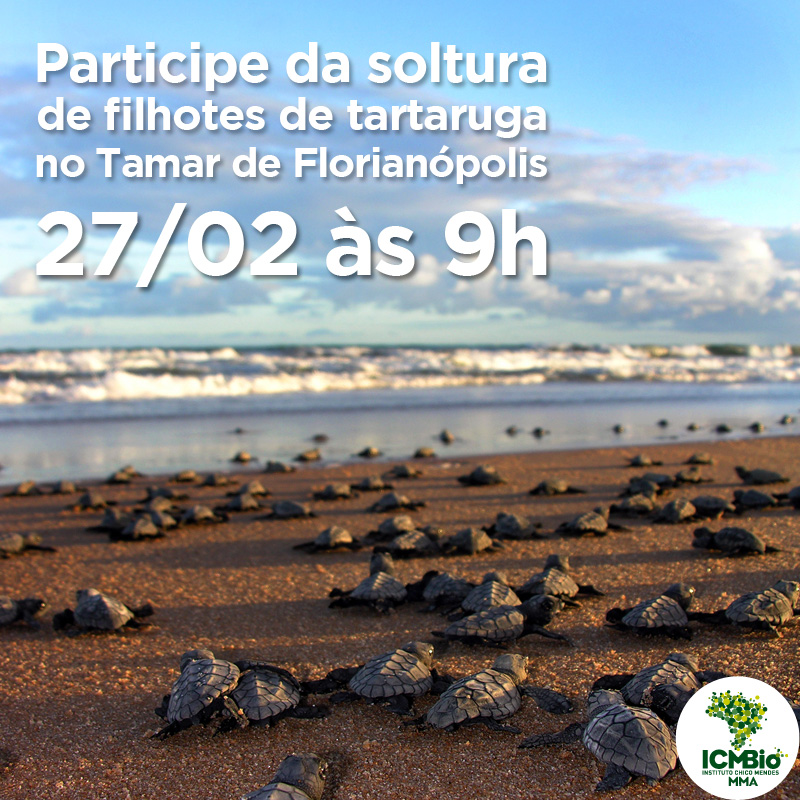 Foto: Projeto Tamar