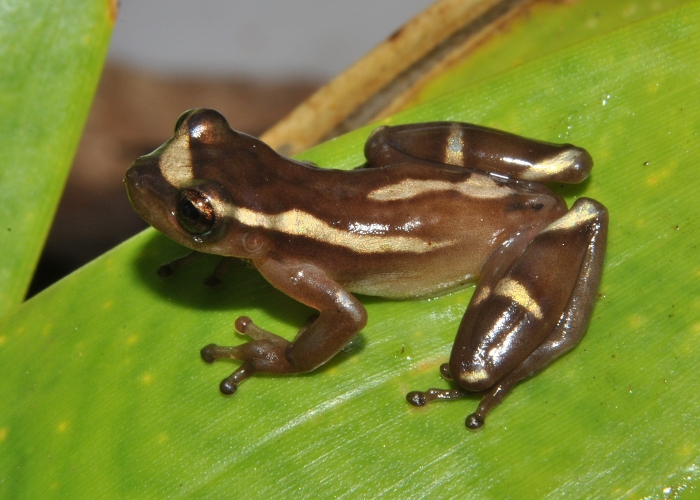 Dendropsophus bromeliaceus21