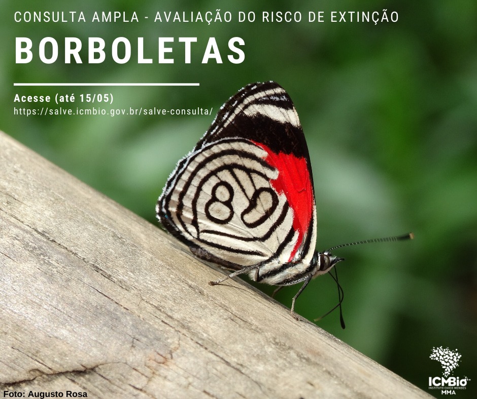 Divulgacao consulta publica borboletas foto Augusto Rosa