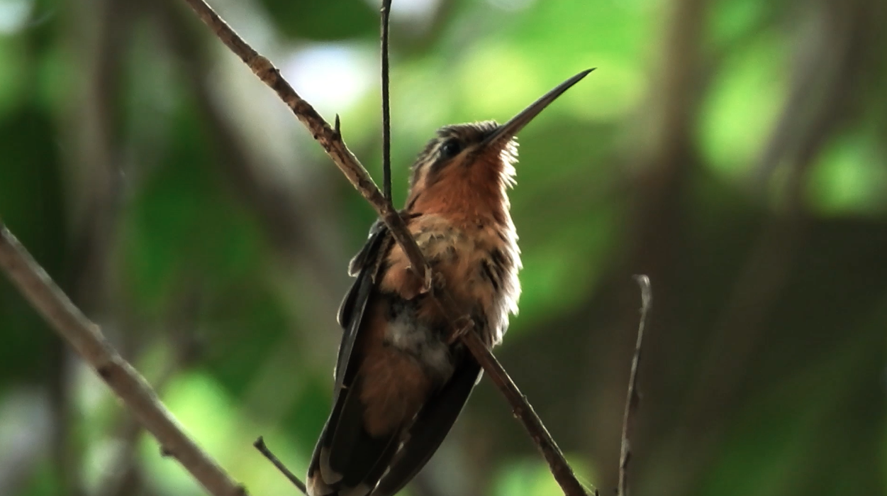 Episodio 4 Beija flor Rabo rubro branco Pau Brasil