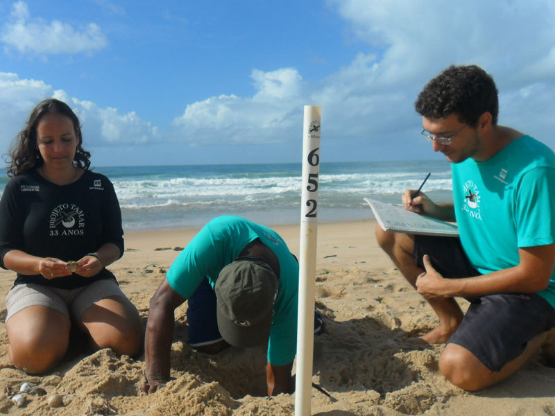 equipes do tamar.jpg