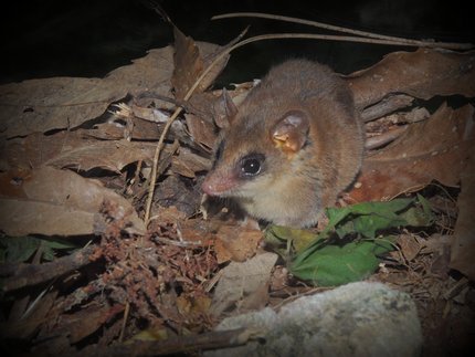 Espécime de Cryptonanus sp Autor Guilherme Grazzini