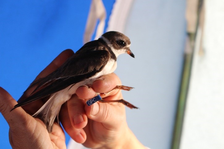 Expedição capturou, marcou e investigou aves migratórias (Acervo Cemave/ICMBio)