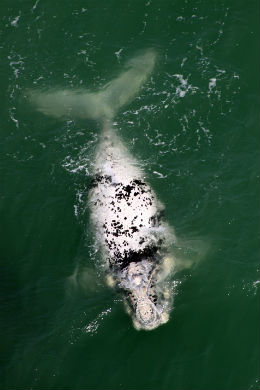 filhote albino baleia franca (Paulo Flores CMA/ICMBio).jpg