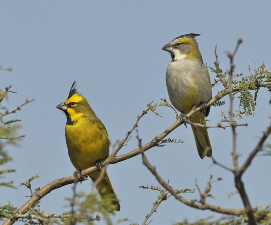 Gubernatrix cristata casal Marcio Repenning1