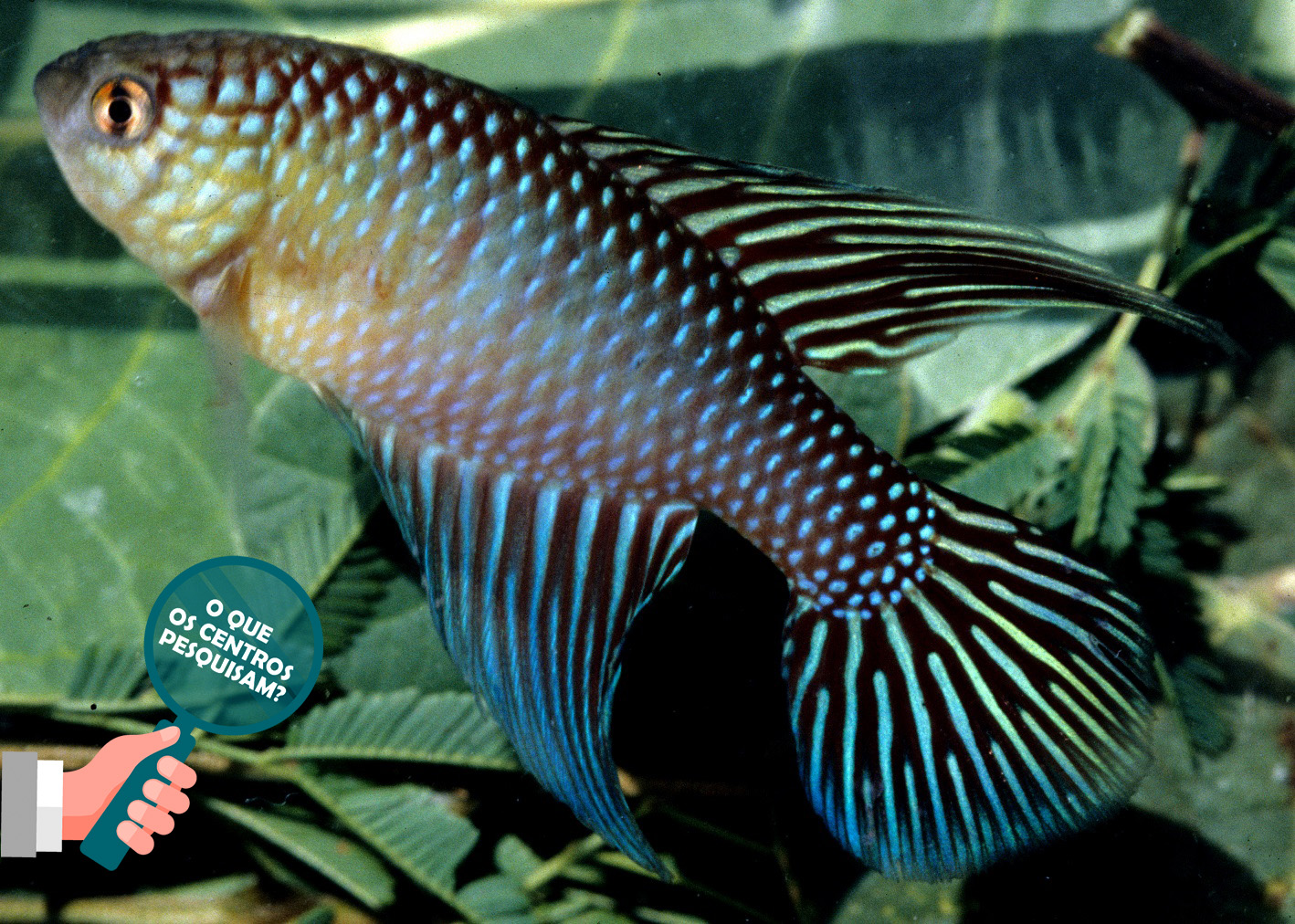 Peixe 'extinto' no México é reintroduzido na natureza graças a zoo