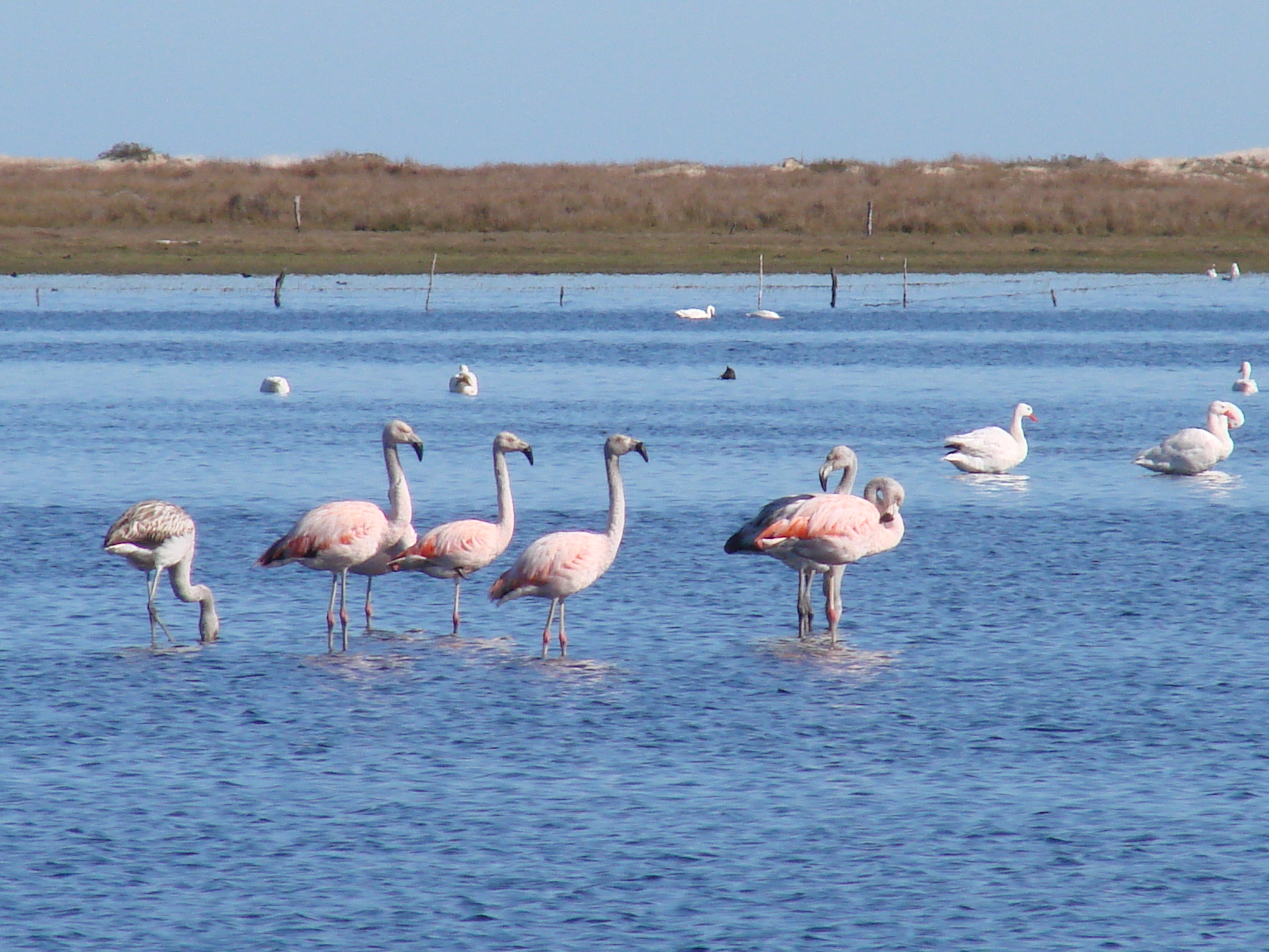 lagoa peixe