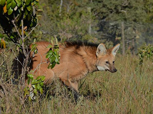 loba icmbio