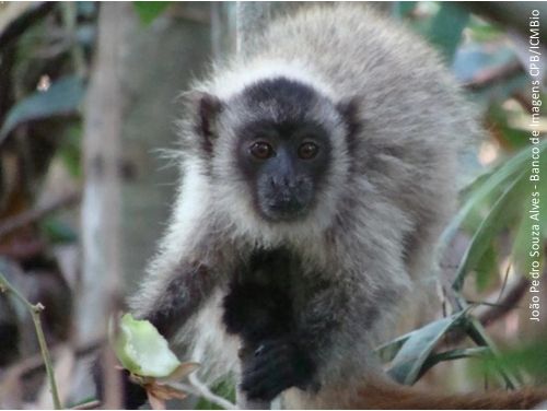 macaco guigó