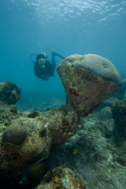 MergulhoAbrolhos Foto-AthilaBertoncini