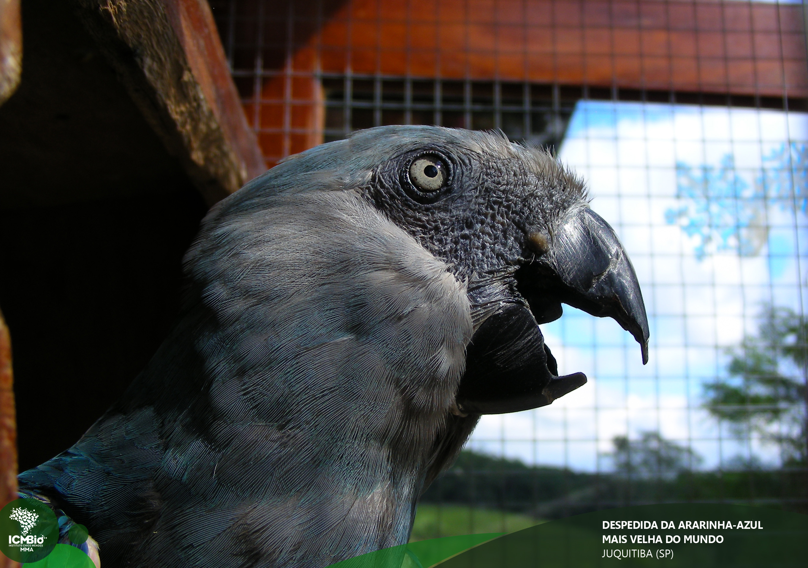 MORRE A ARARINHA-AZUL MAIS VELHA DO MUNDO