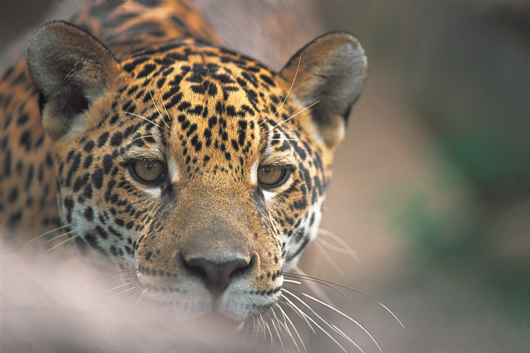 Onça Pintada Panthera onca Adriano Gambarini 1