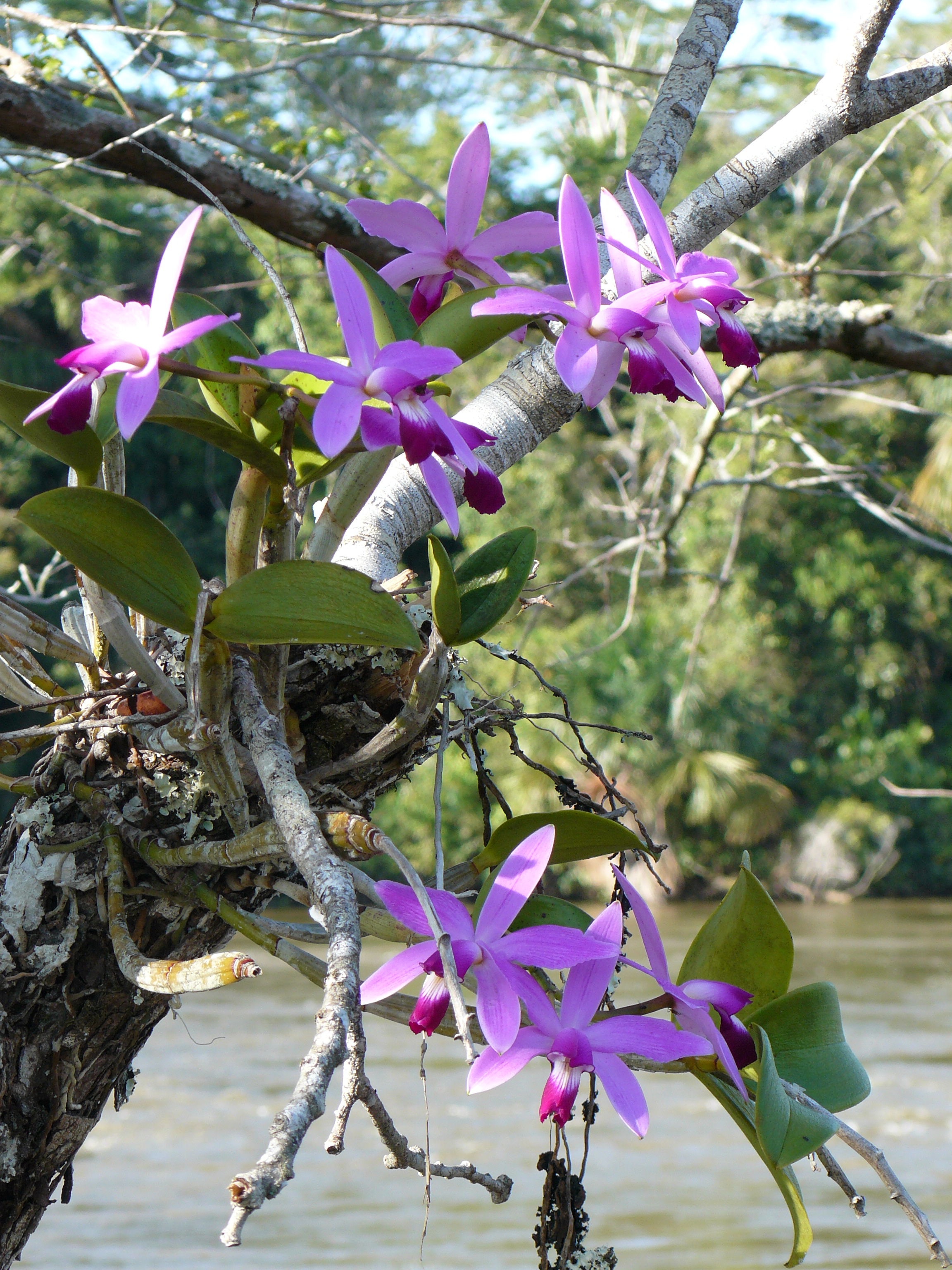 Orquídea Bruno de Campos Souza