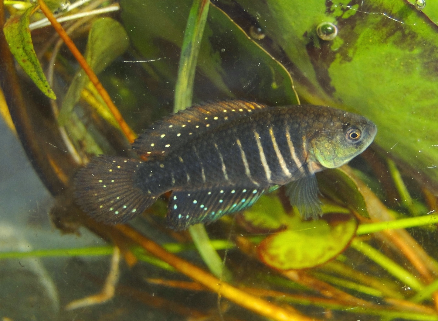 PEIXES Austrolebias jaegari Matheus Volcan