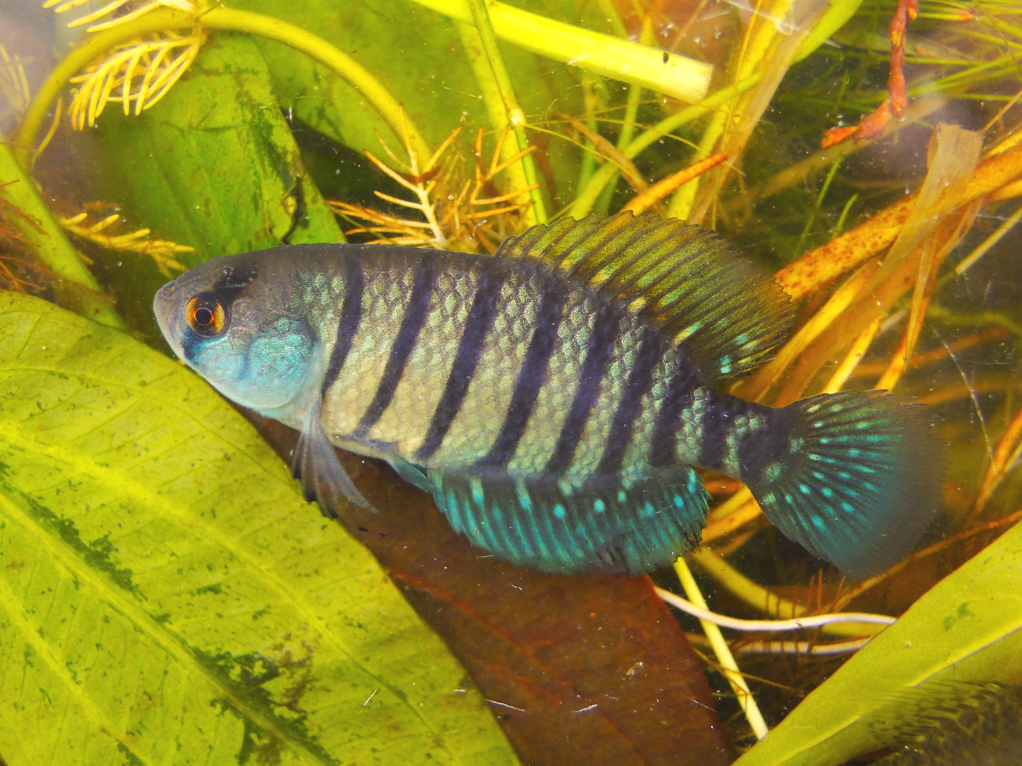 peixes austrolebias nachtigalli matheus volcan