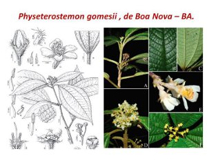 Physeterostemon gomesii Parna Boa Nova BA42