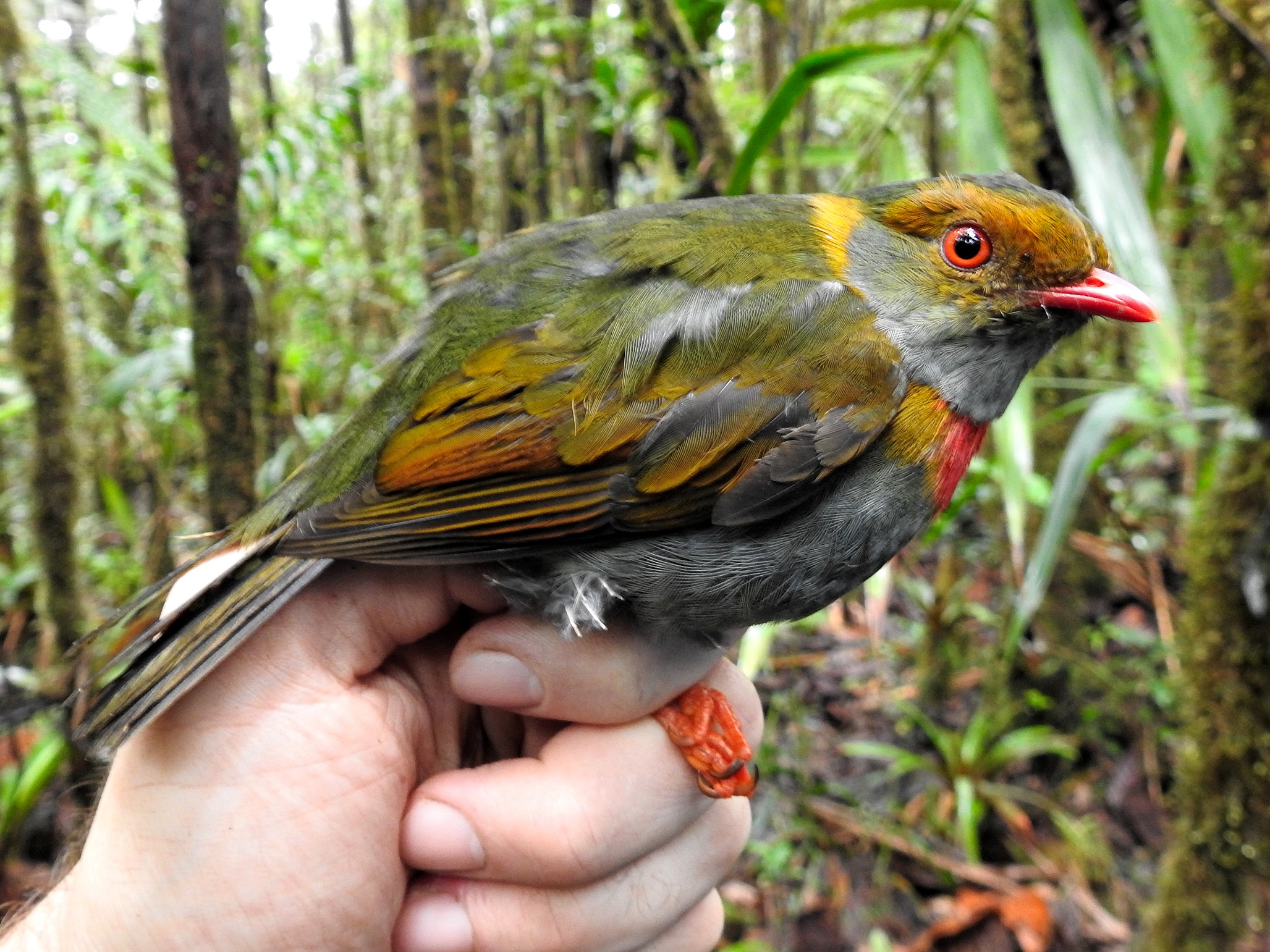 Pipreola whitelyi novo passaro para Brasil Foto Ramiro Melinski